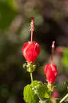 Wax mallow